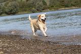 LABRADOR 185